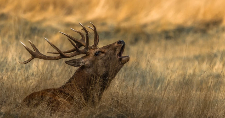 A deer with an antler in the tall grass