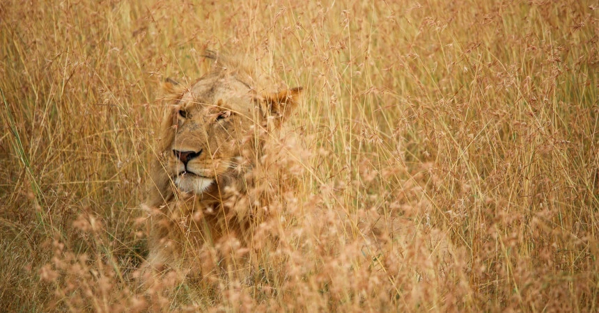 A hiding lion in a field