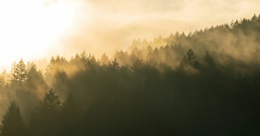 A forest from above with a bright cloud deck and some fog rising up from the trees