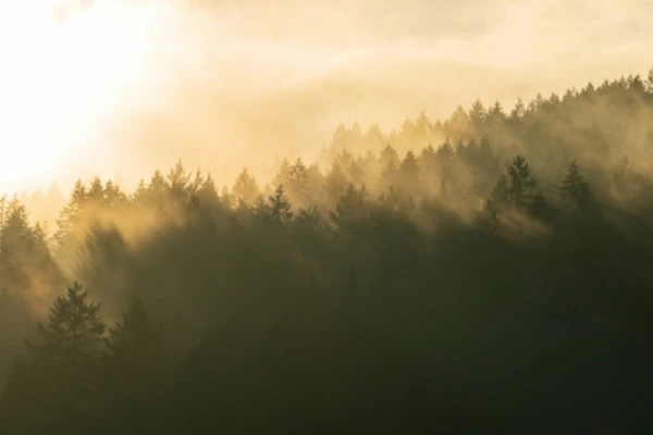 A forest from above with a bright cloud deck and some fog rising up from the trees